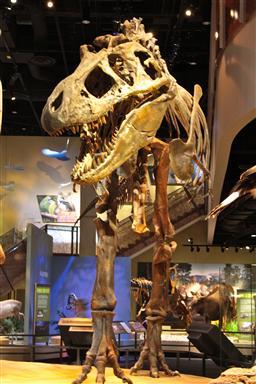 Perot Museum T. Rex