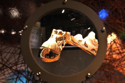 Perot Museum Dinosaurs